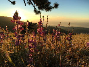 wrightwood